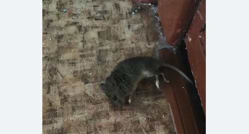Дезинфекция от мышей в Гремячинске
