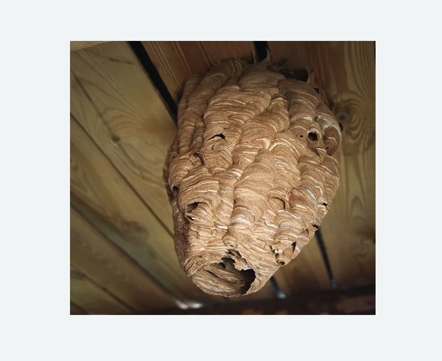 обработка от шершней в Гремячинске