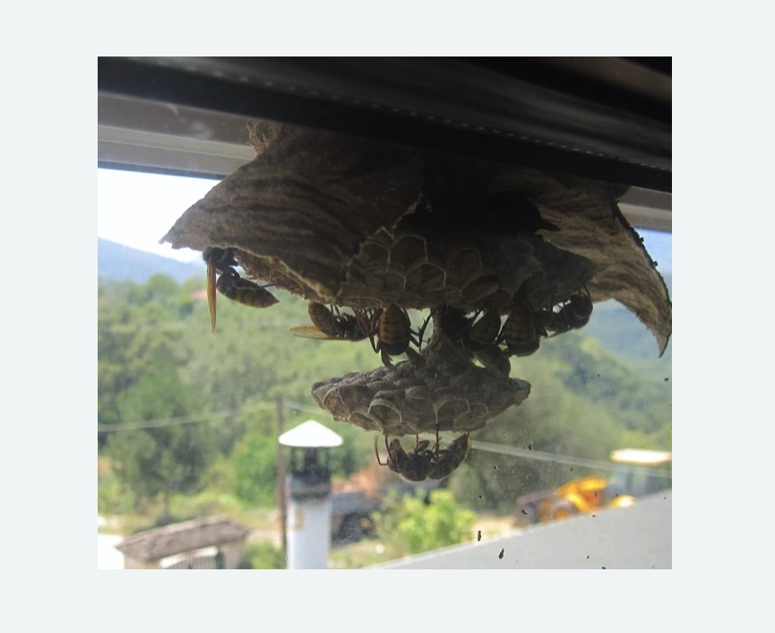 Уничтожение гнёзд шершней в Гремячинске