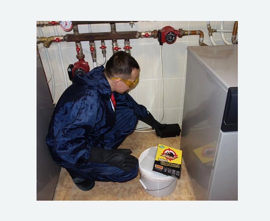 Уничтожение крыс в Гремячинске