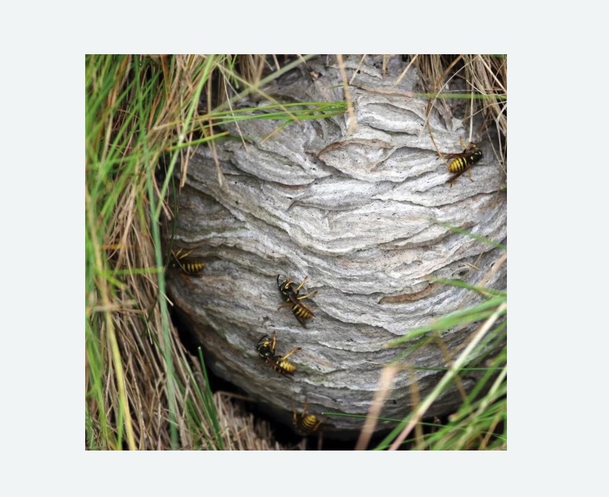 Уничтожение ос и ульев в Гремячинске